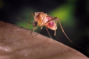 West Nile Virus