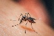 Vector Borne Disease