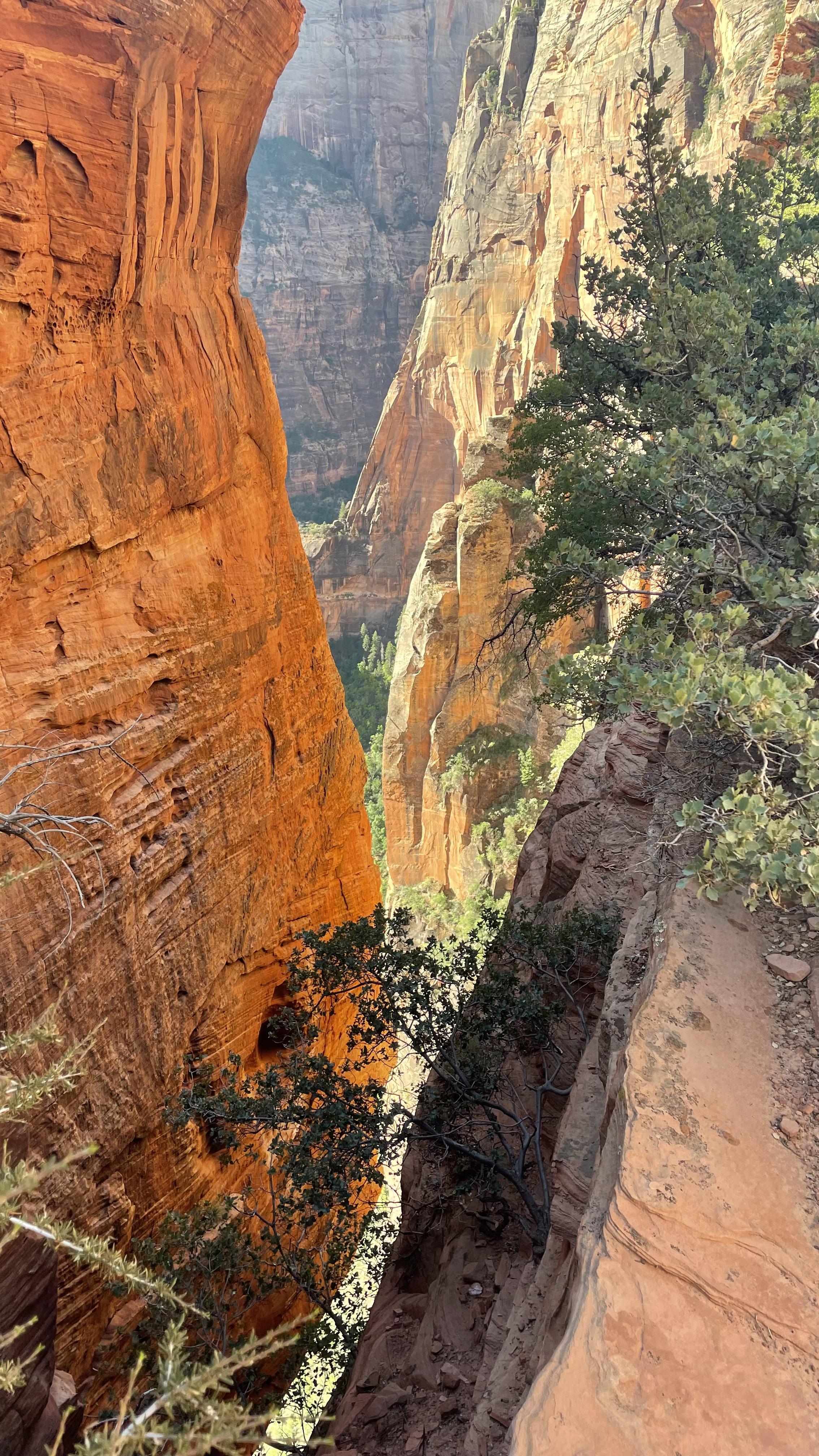 zion national park detail