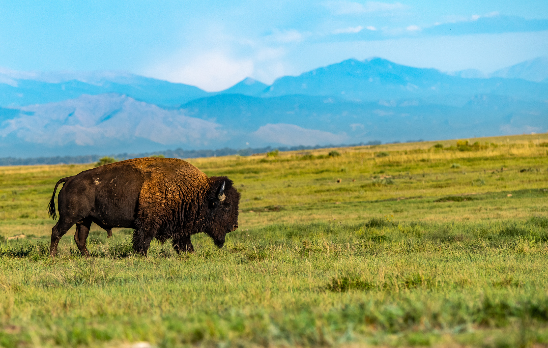 Buffalo on the plains