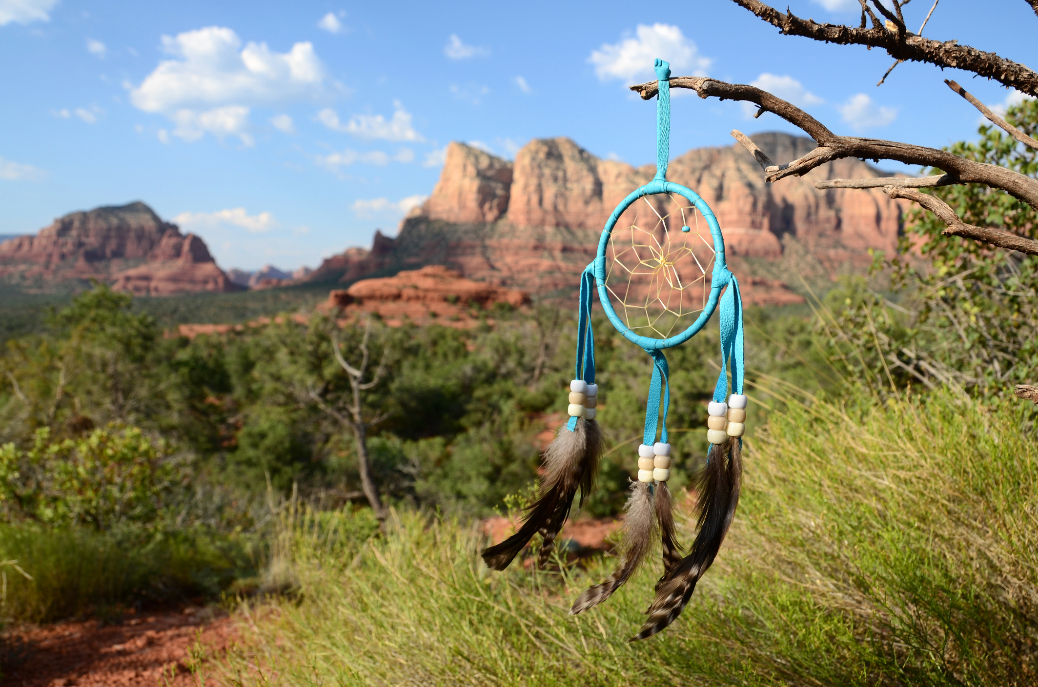 Single dreamcatcher in a tree