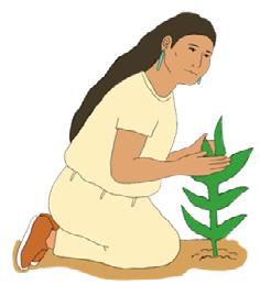 A woman planting corn