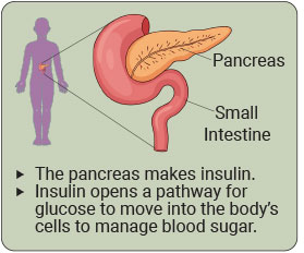 Pancreas and small intestine diagram showing that the pancreas makes insulin, which helps glucose move into cells.