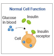 Insulin helps glucose enter a cell through an insulin receptor.