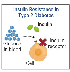 Type 2 diabetes involves insulin resistance, where the cell receptor “resists” insulin, causing glucose (blood sugars) to stay in the blood.