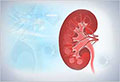 Kidney graphic