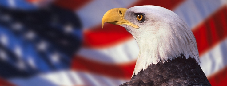 Eagle over American Flag