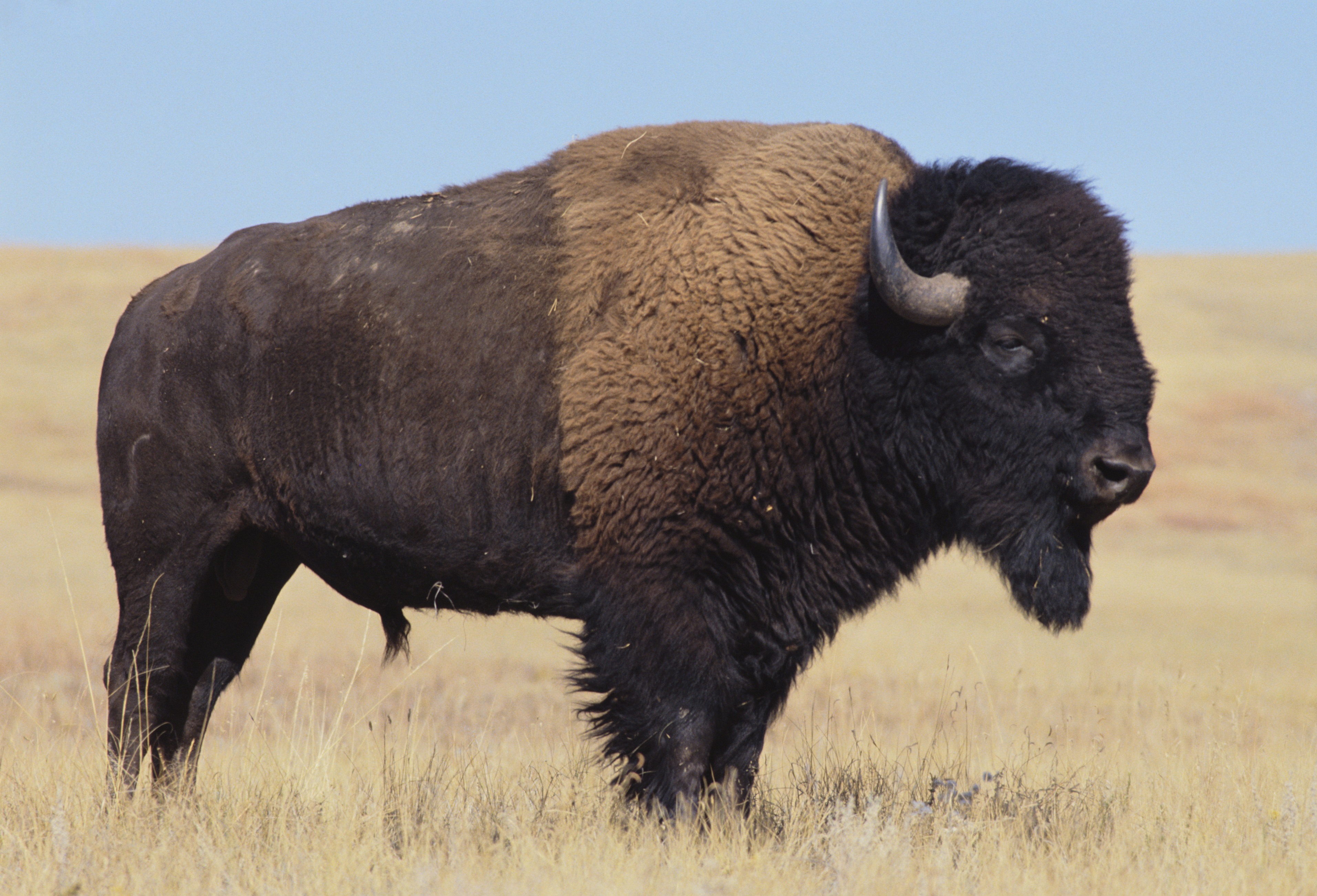 Buffalo in a field