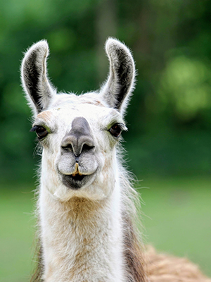 A happy llama.