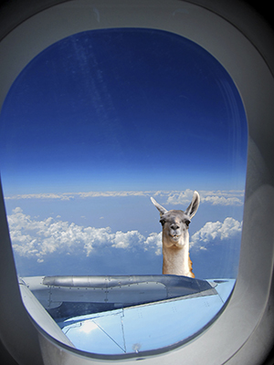 A llama outside an airplane window.
