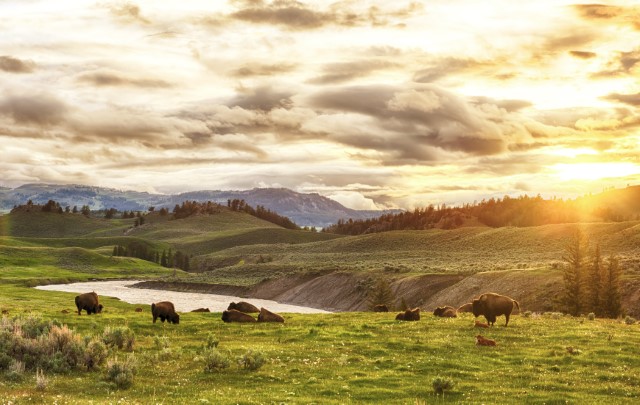 Buffalo and sunrise