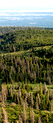 mountain scene