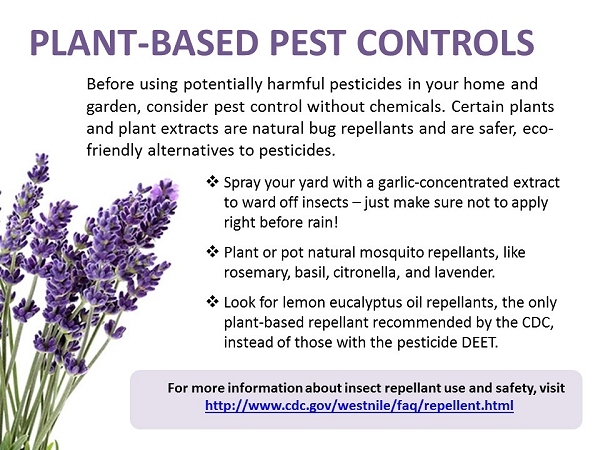 Before using potentially harmful pesticides in your home and garden, consider pest control without chemicals. Certain plants and plant extracts are natural bug repellants and are safer, eco-friendly alternatives to pesticides. -Spray your garden with a garlic-concentrated extract to ward off insects - just make sure not to apply right before rain! - Plant or pot natural mosquito repellants, like rosemary, basil, citronella, and lavender. - Look for lemon eucalyptus oil repellants, the only plant- based repellant recommended by the CDC, instead of those with the pesticide DEET. For more information about inspect repellant use and safety, visit http://www.cdc.gov/westnile/faq/repellent.html 